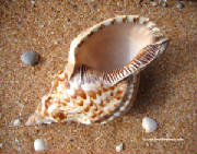 seashellcopy.jpg
